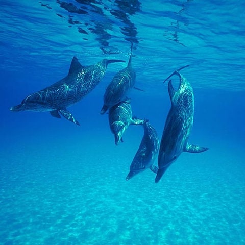 dophins in zante